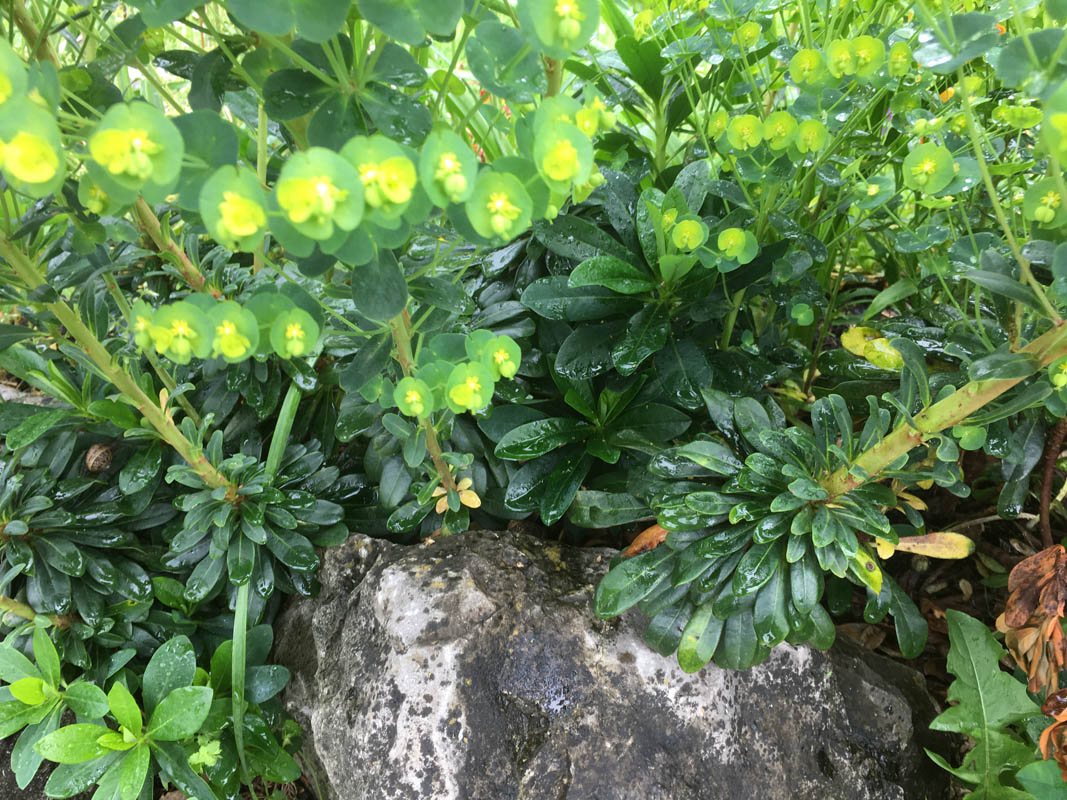 Euphorbia amygdaloides ssp robbiae